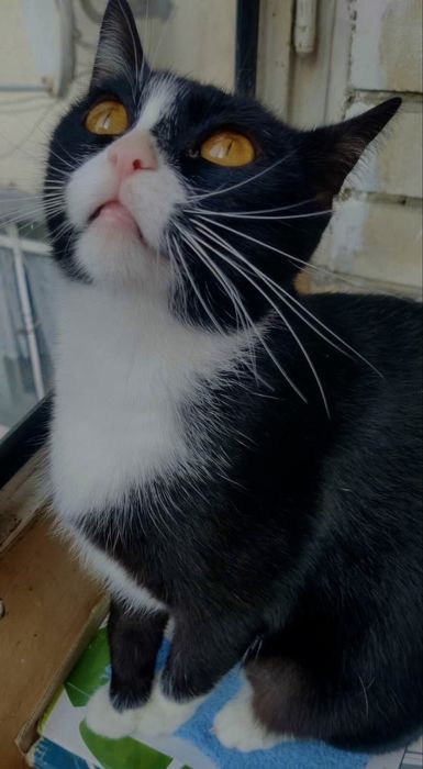 Киця з бурштиновими очима у добрі руки