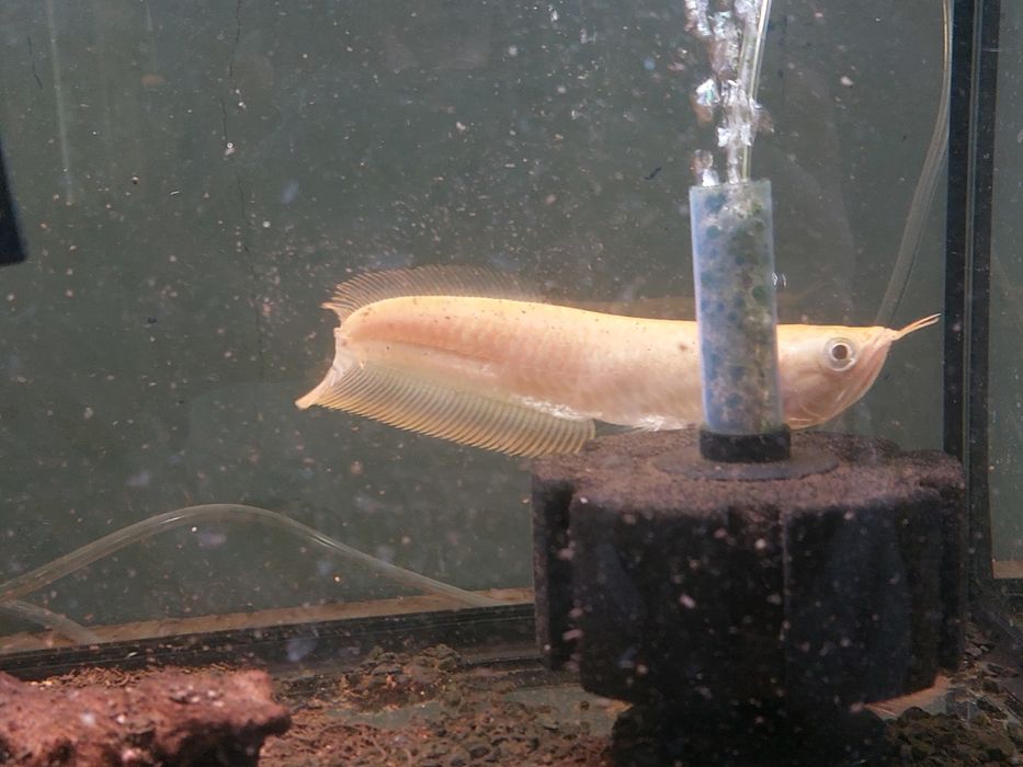 Arowana albina 30 cm