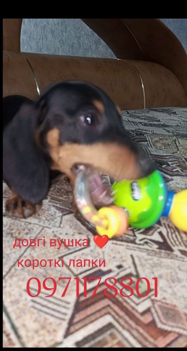 Вік три місяці вага 2.5 кілограми буде кроль дівчинка такса.