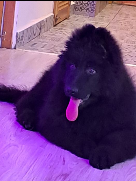 Owczarek Niemiecki Długowłosy Piesek