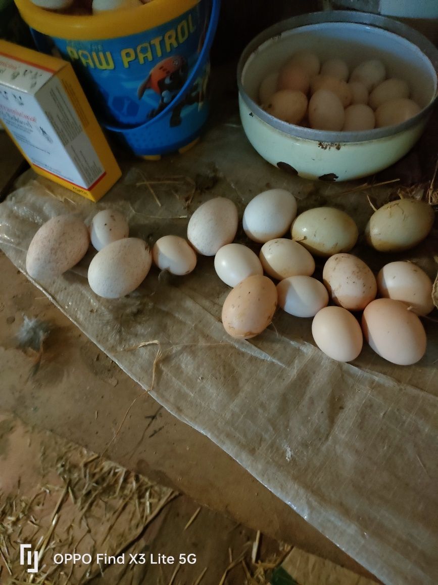 Ovos caseiros biológicos