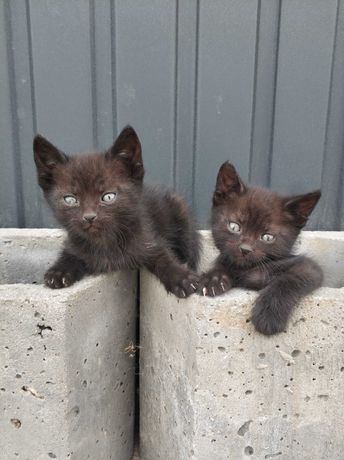 Dwa małe koty szukają domu