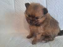 Sunia Szpic Miniaturowy Pomeranian