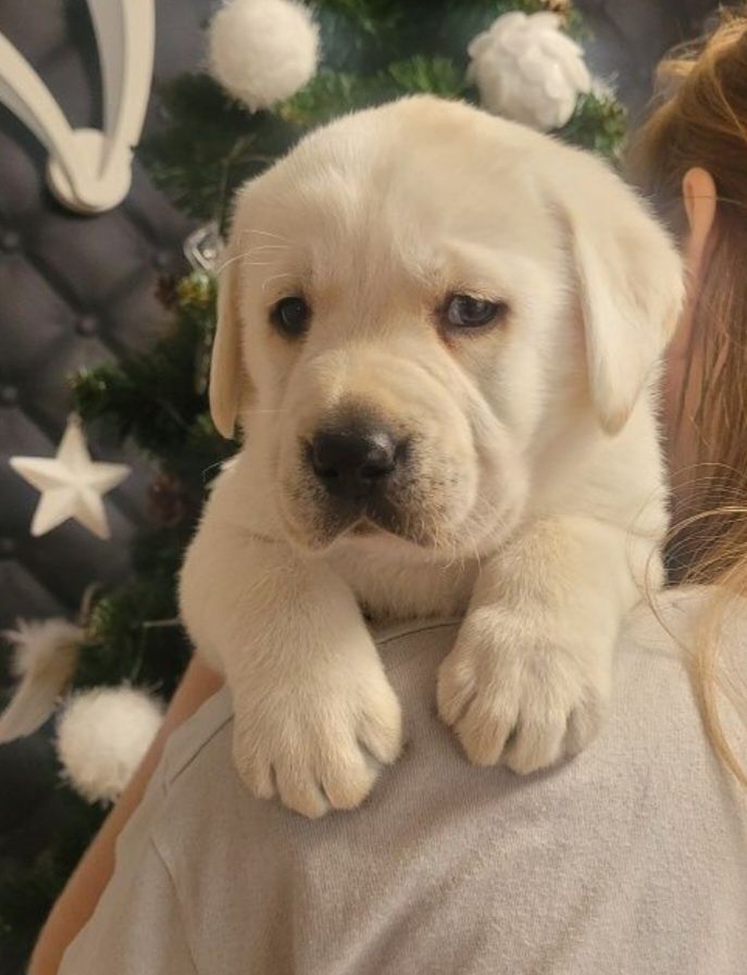 Labrador retriever Piesek pochodzenie fci na kolanka