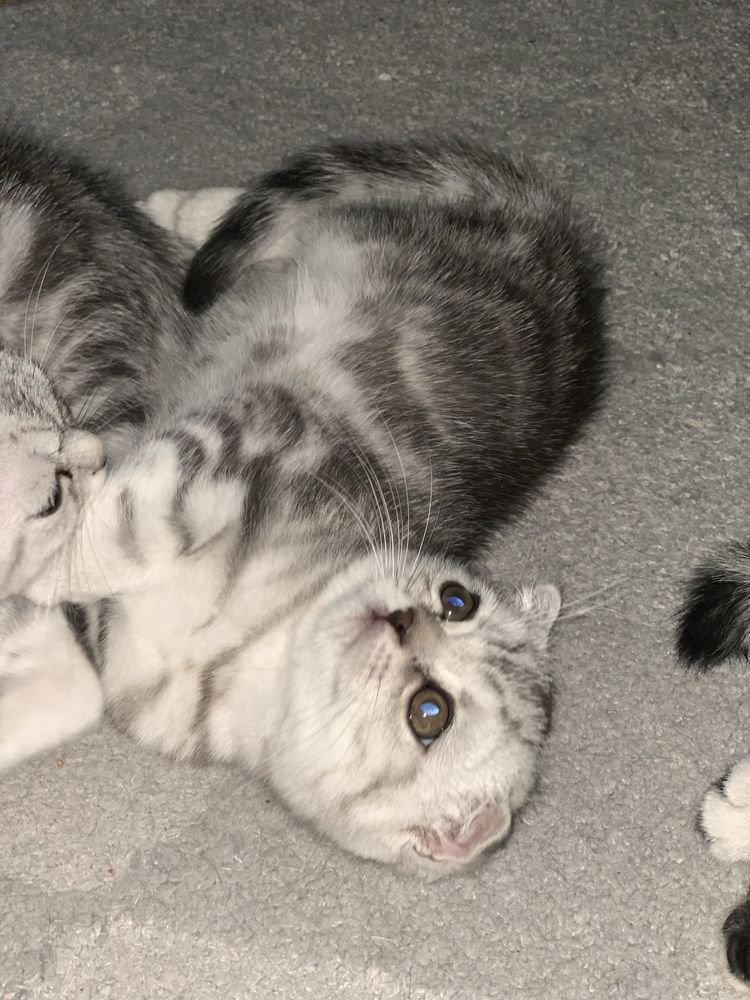 Шотландский вислоухий котик 2 мес