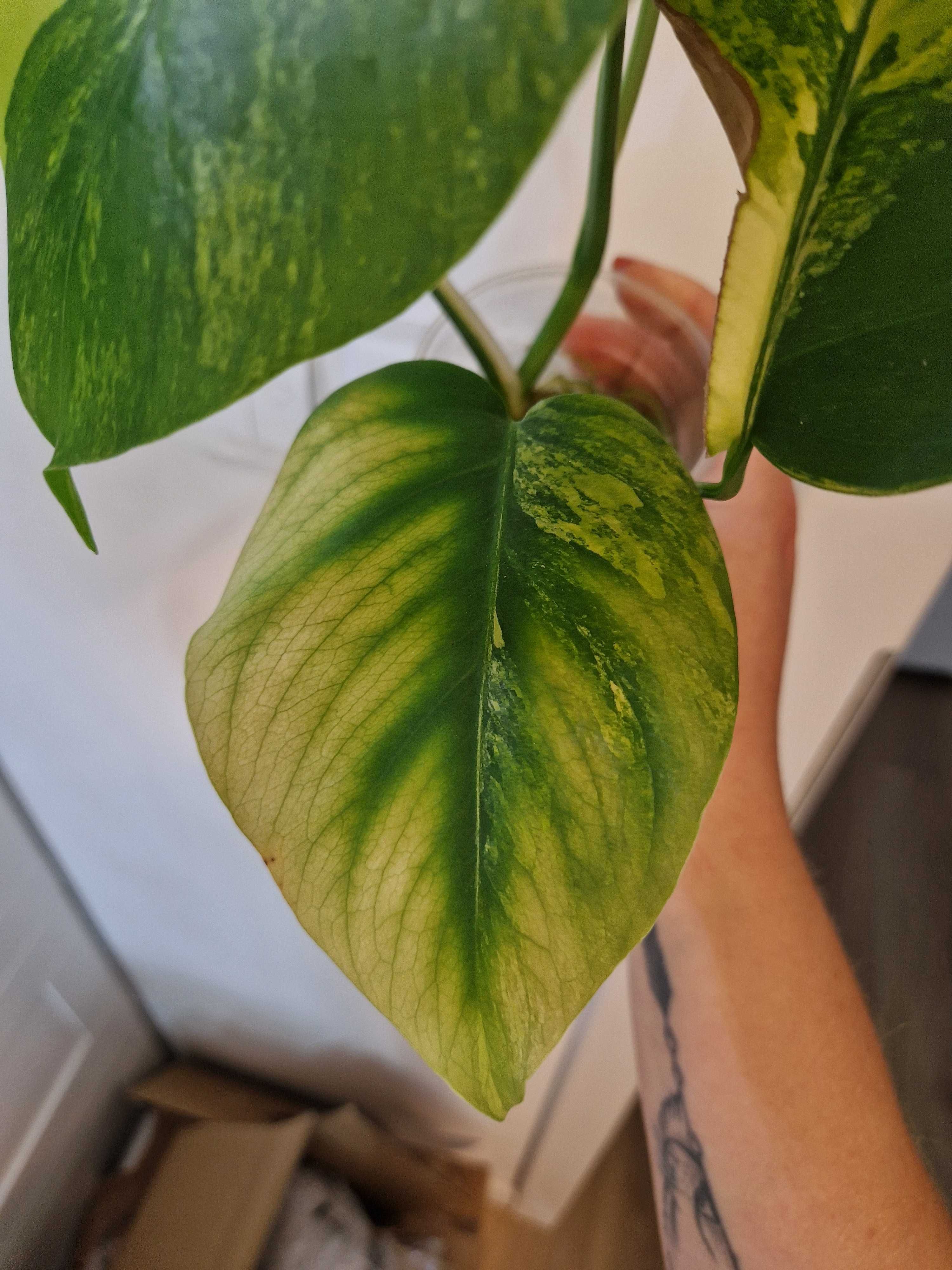 Monstera marmorata aurea 5 liści