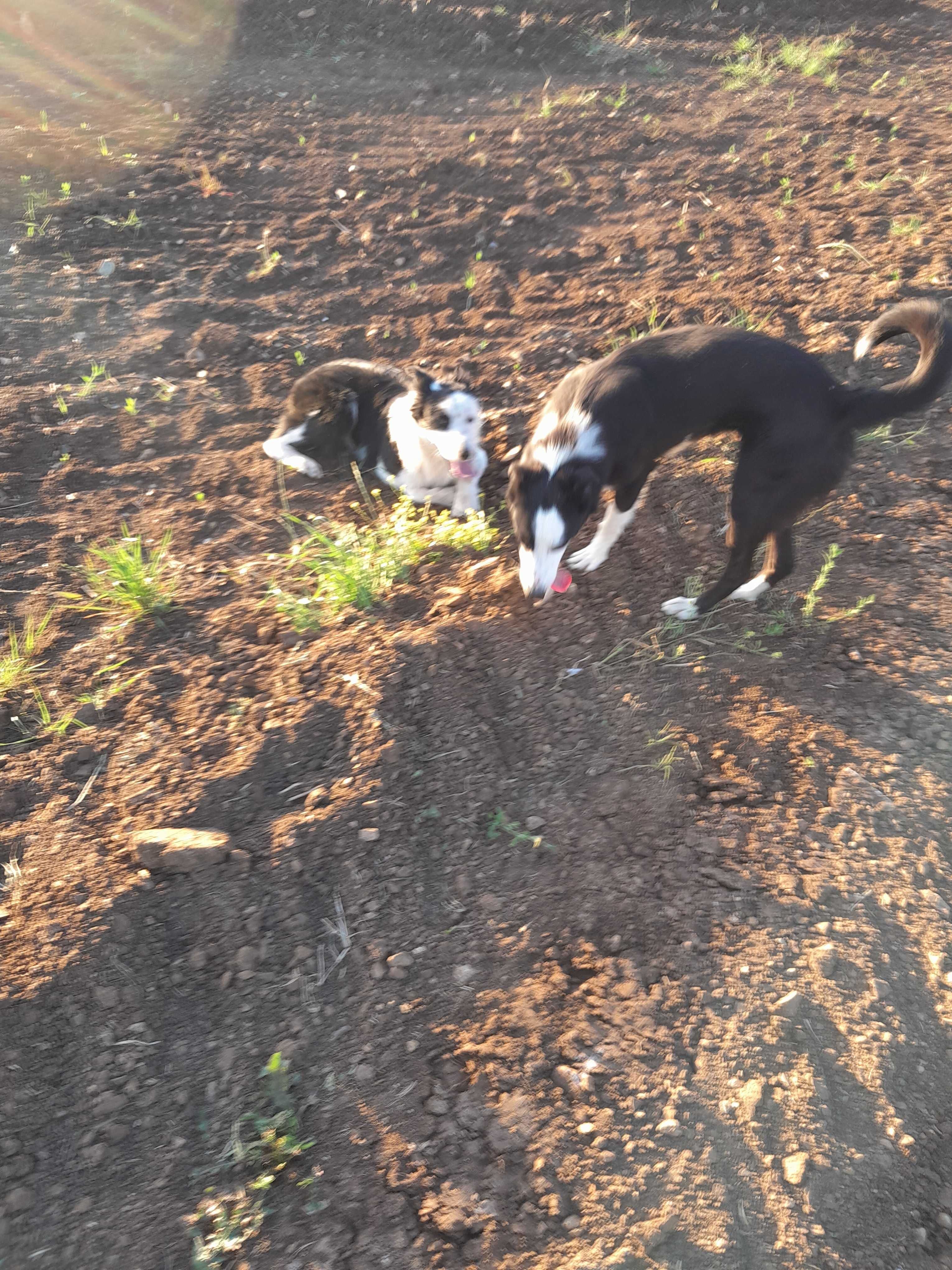 Vendo casal de cães