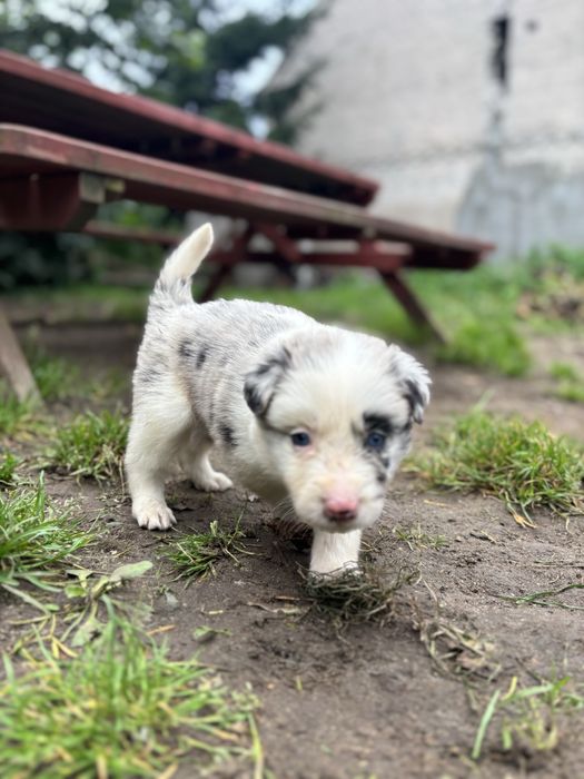 Border collie- suczka