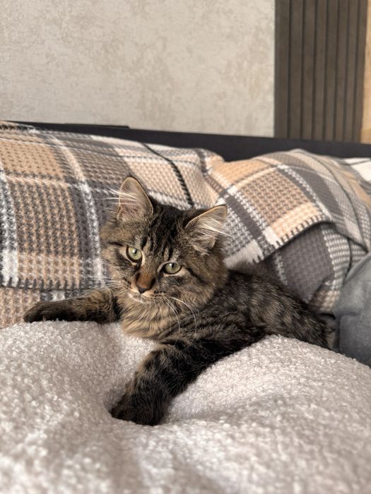 Смугасте кошеня, дівчинка