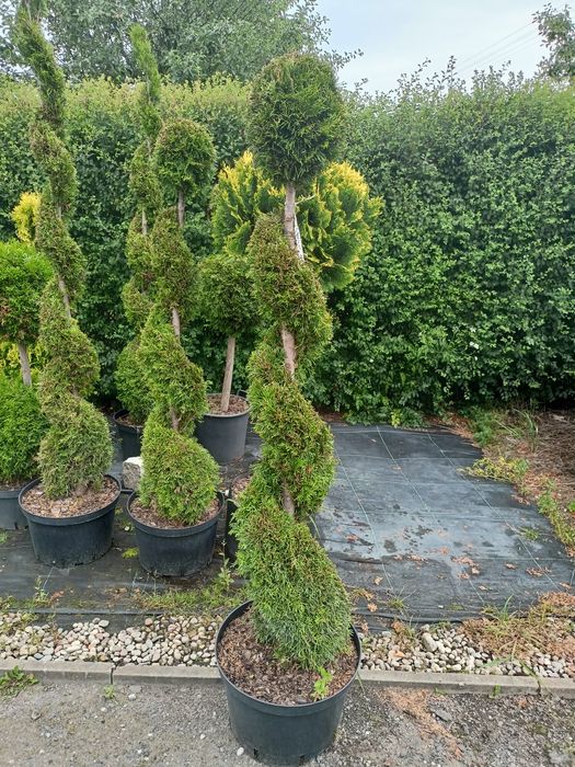 Tuja szmaragd,Danica,bonsai, krzewy