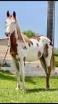 Ogier American Paint Horse / Stanówka