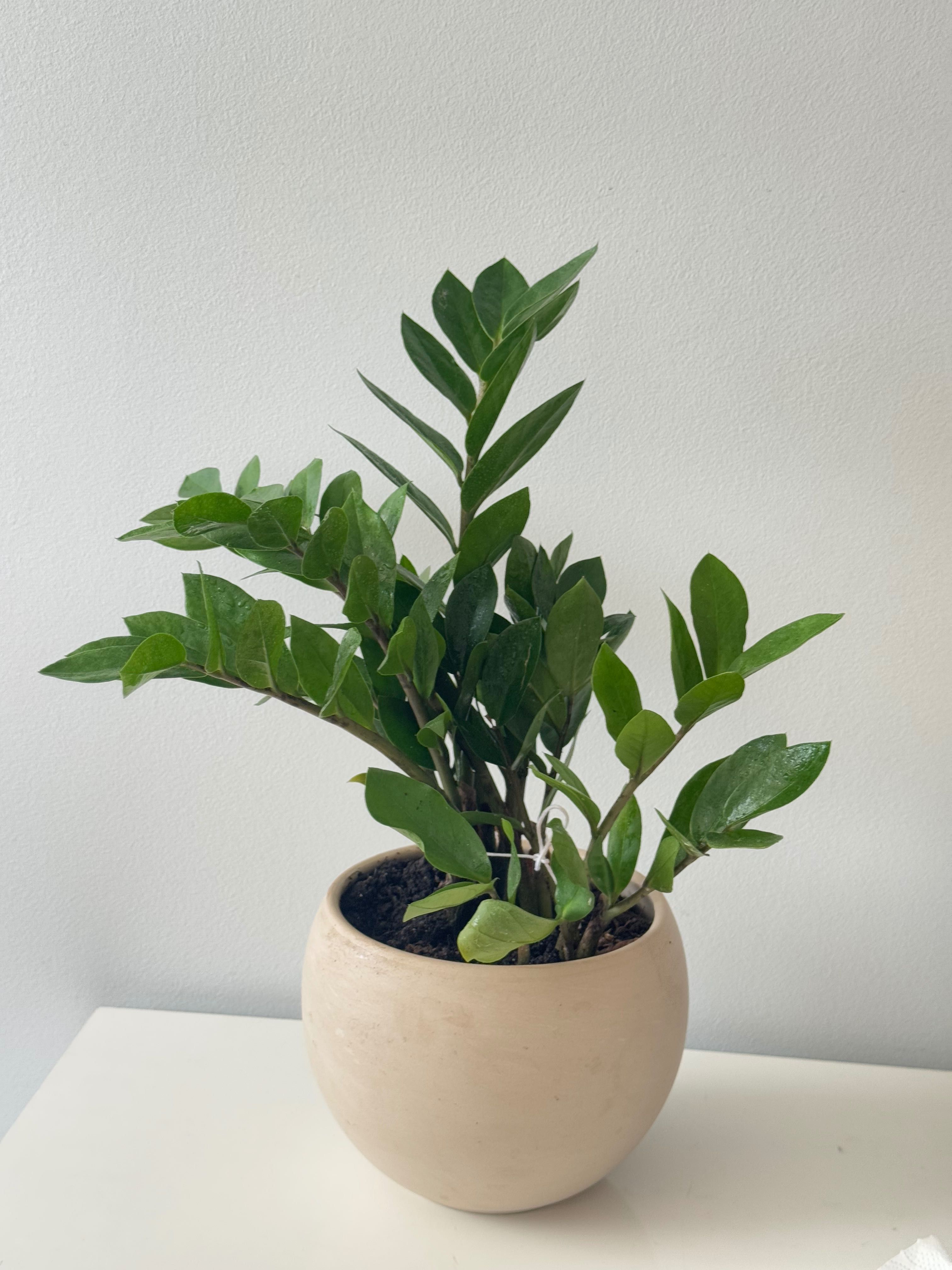 Zamioculcas 42 cm z doniczką