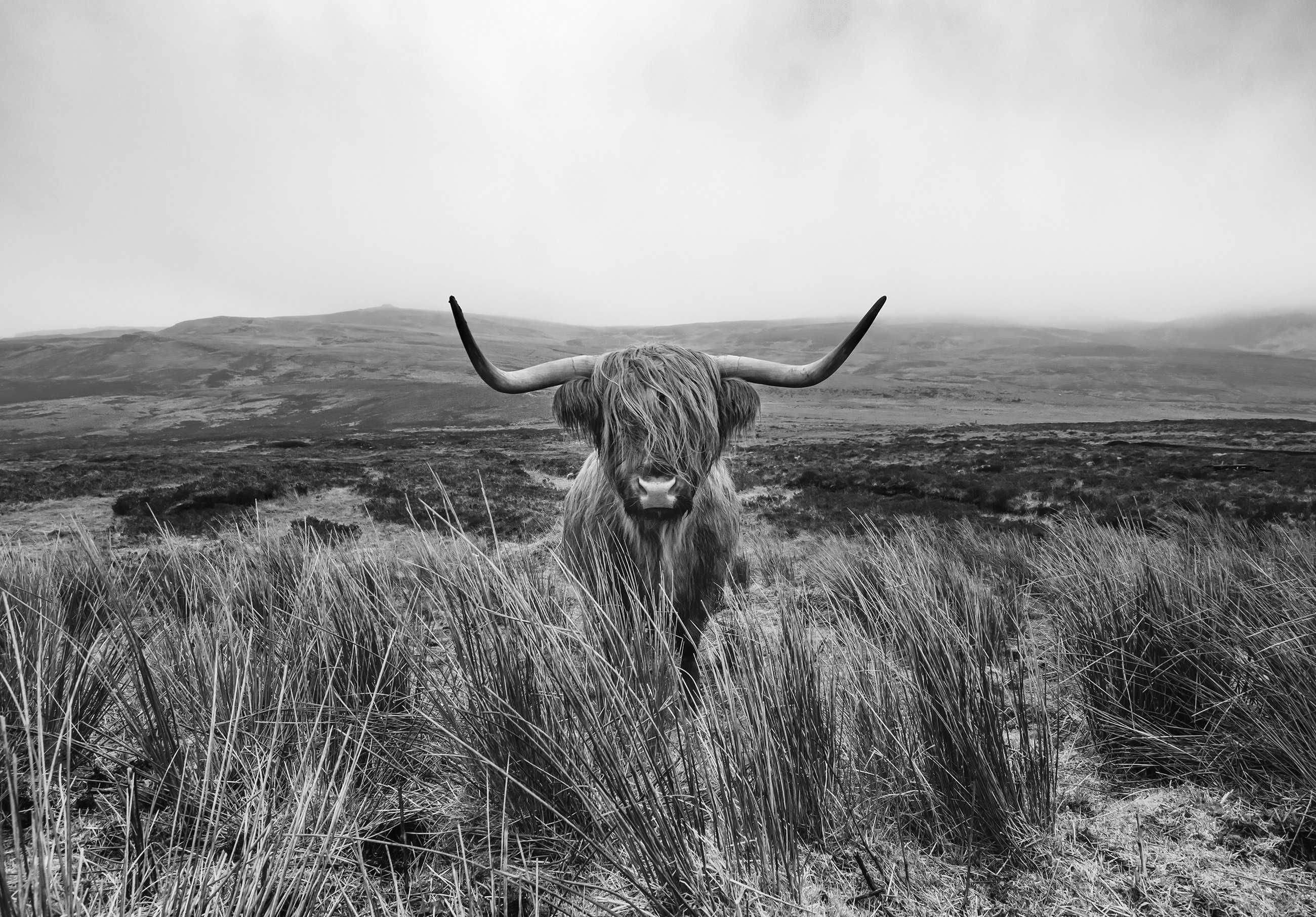 Fototapeta Krowa Natura Sztuka Do Pokoju 3D Na Twój Rozmiar + KLEJ