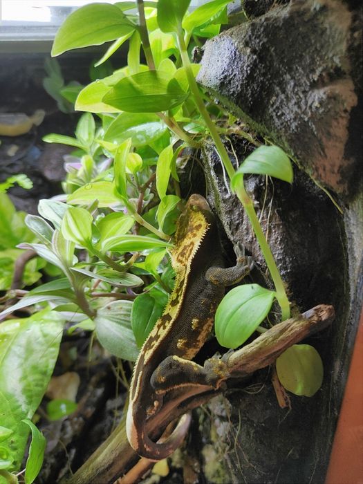 Terrarium z gekonem orzęsionym i gekonami płaczącymi + wyposażenie