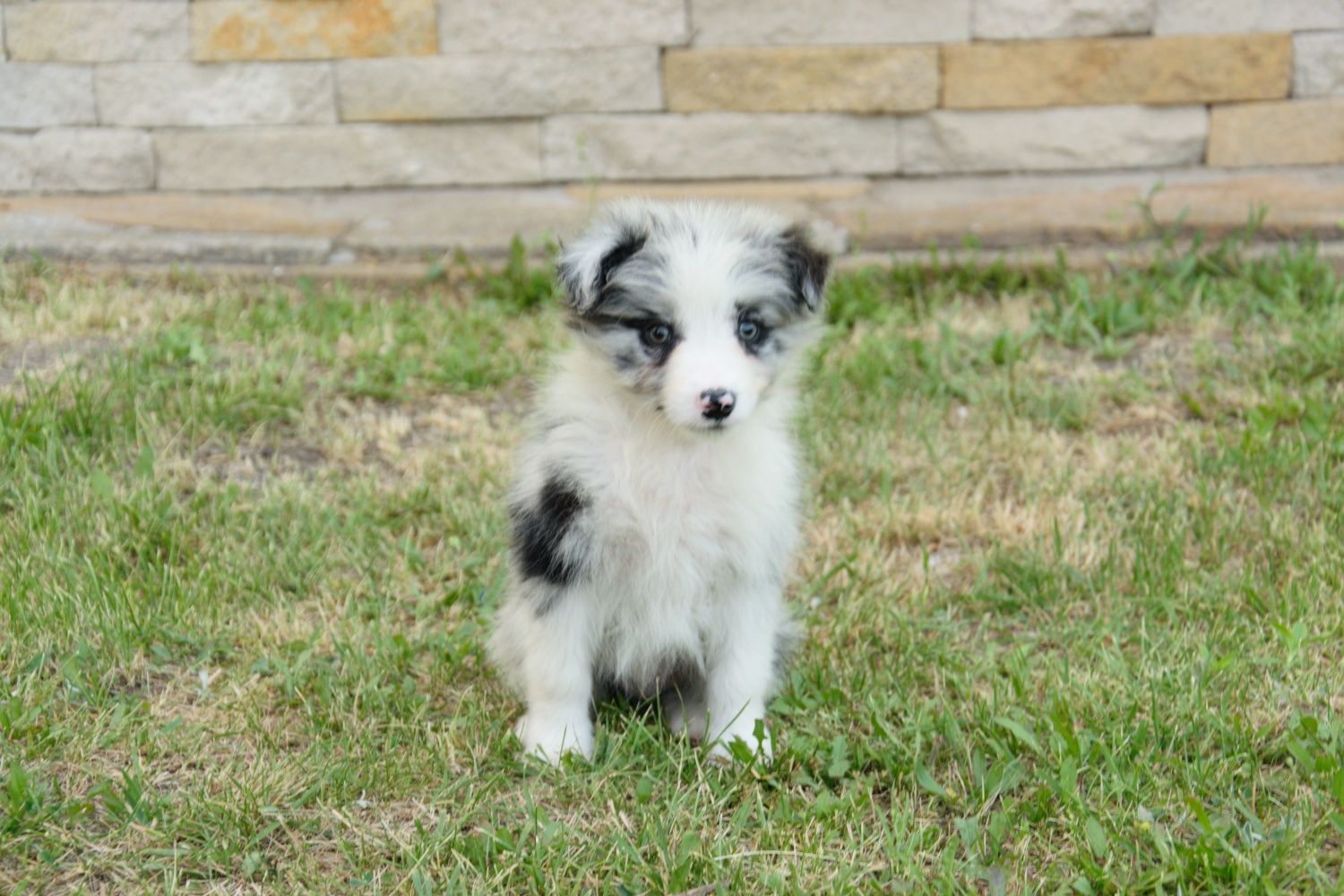 Border collie piesek gotowy do odbioru