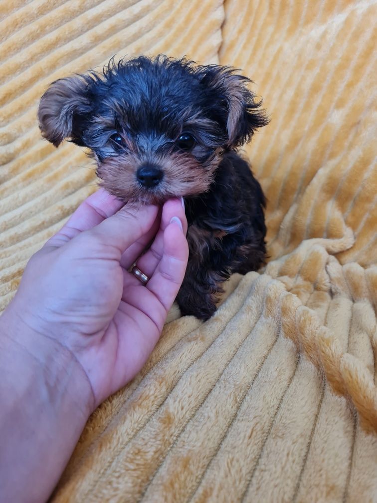 Yorkshire Terrier mini de qualidade