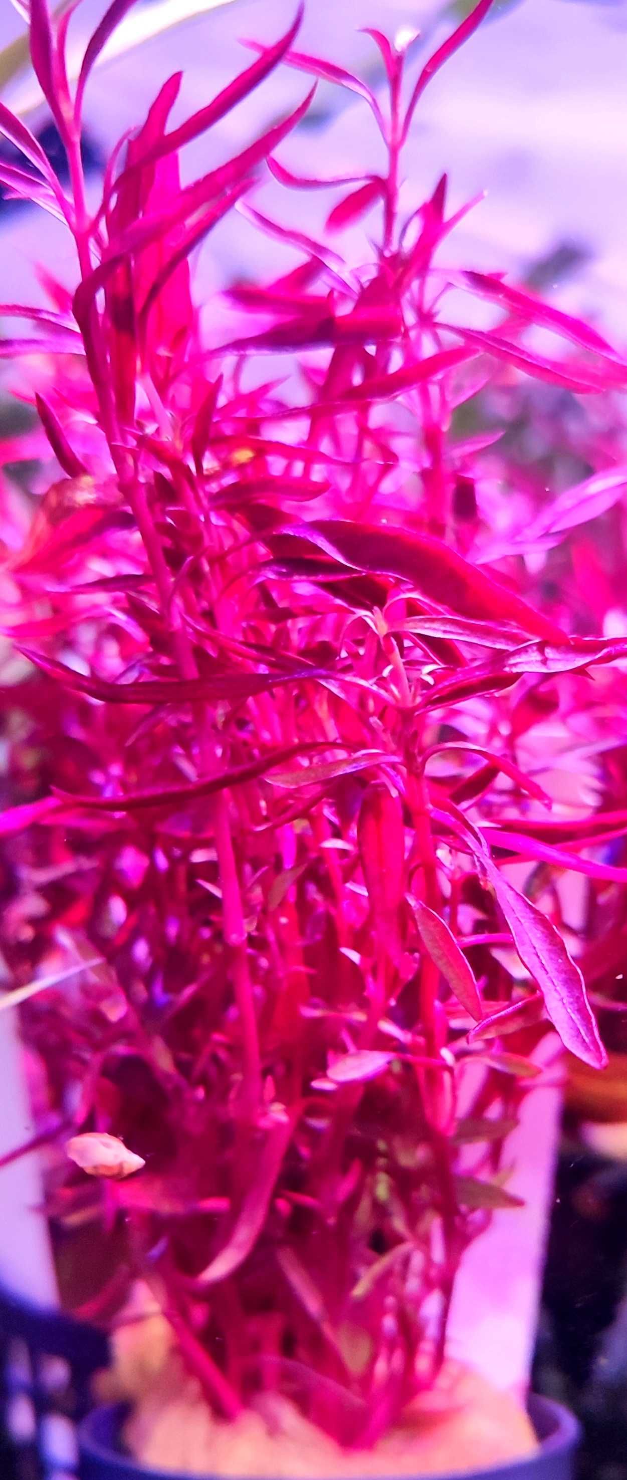 Althelnatera Spec Red - Czerwona Piękność  Ozdoba Akwarium Rośliny