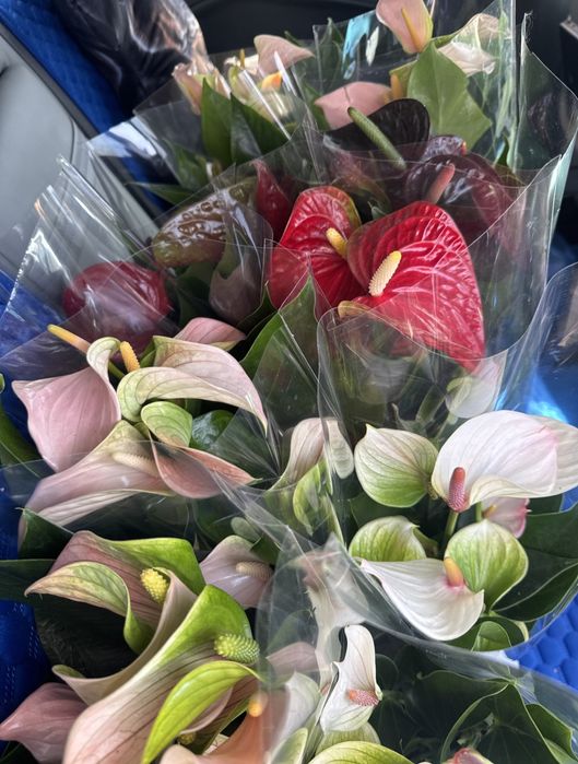 Распродажа антуриума от 200гривен с цветами