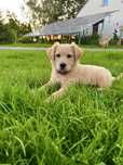 Golden Retriever suczka gotowa do odbioru