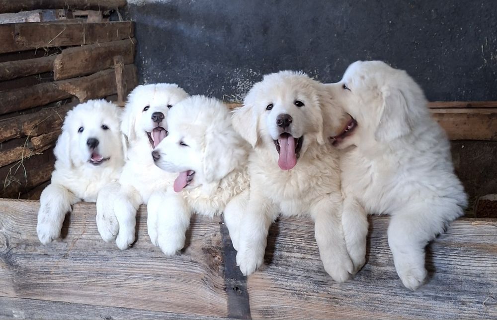 Szczeniak Owczarka Podhalańskiego