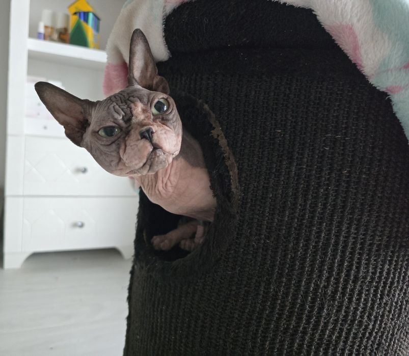 Dorosły kocurek sfinks, gotowy do odbioru