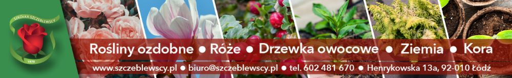 Sadzonki cisa na żywopłot Promocja Kora, Ziemia, Nawozy Łódź Transport