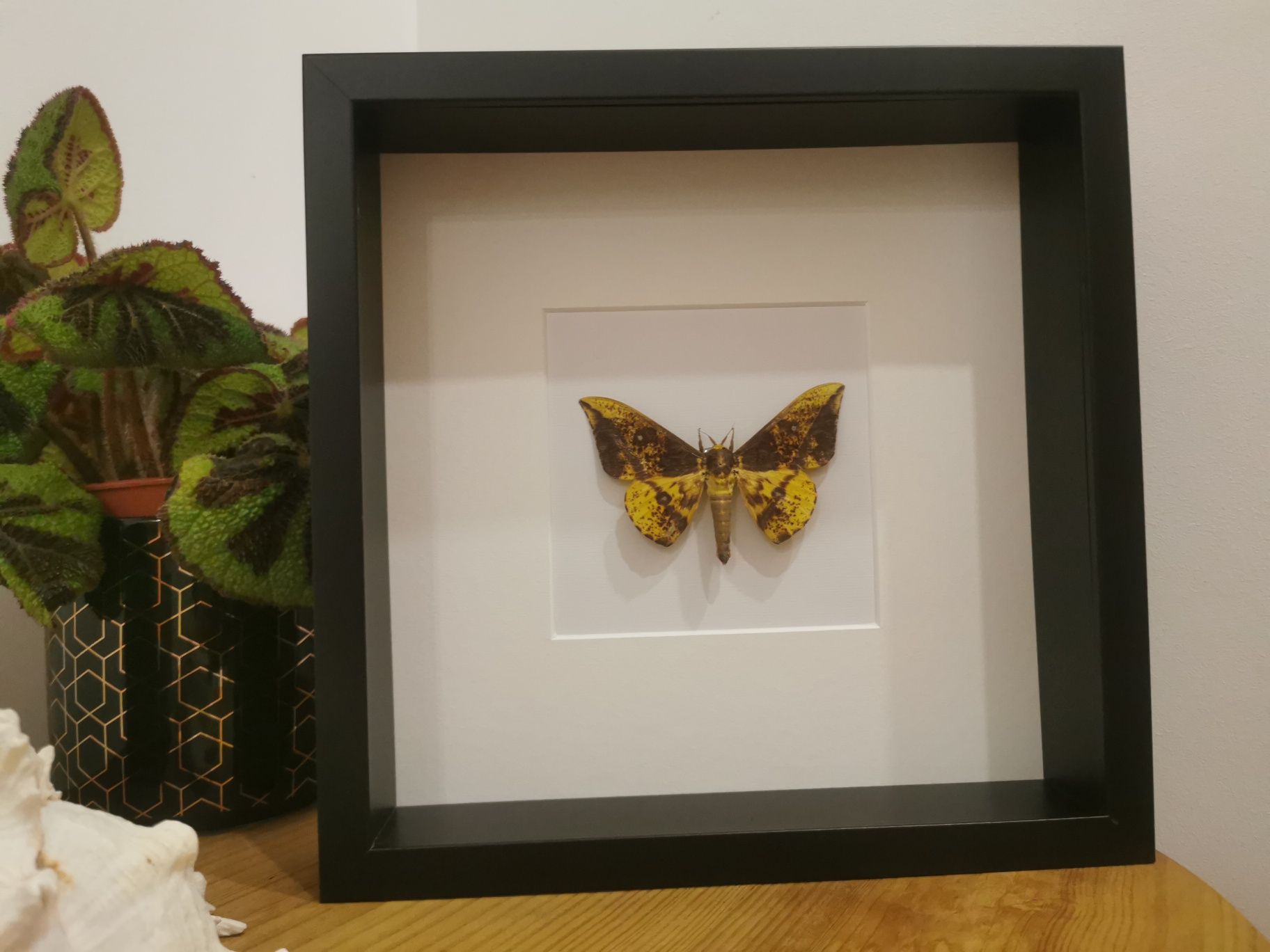 Traça real Imperial Moth