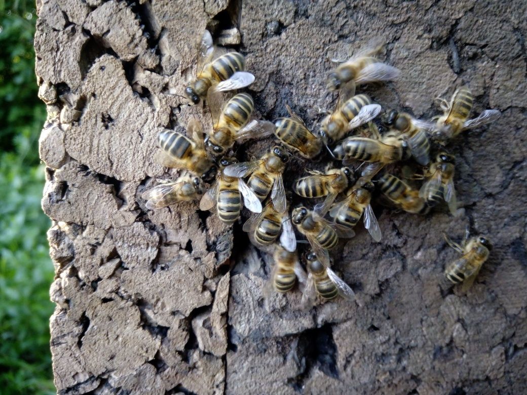 Vendo enxames de abelhas, ou troco por material de apicultura