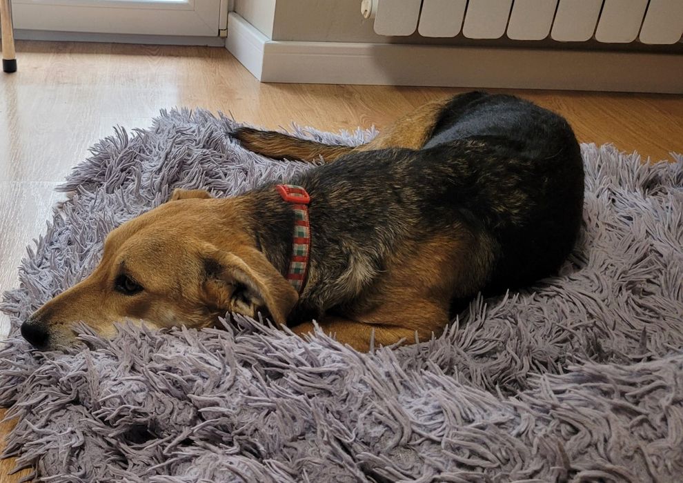 Szukamy kochającego domu dla ok rocznego Gucia