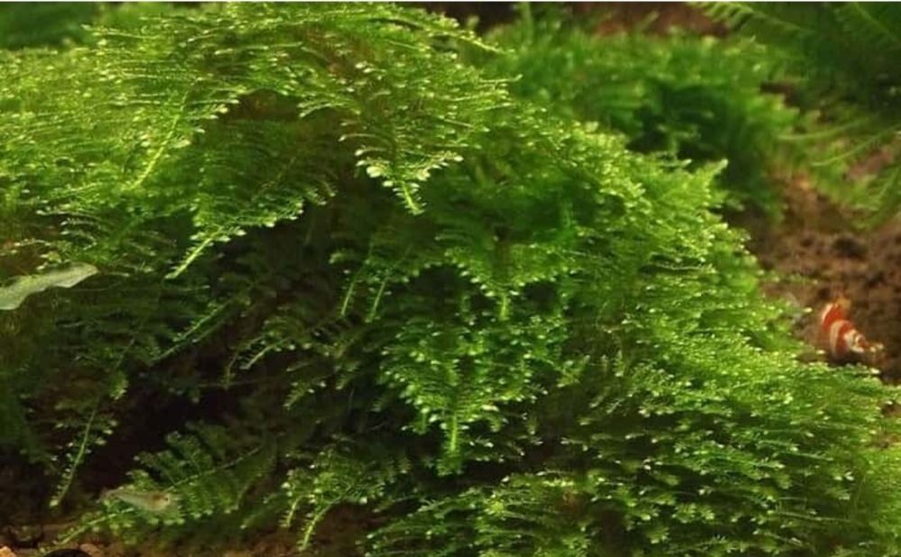 Аквариумный мох,растения для аквариума,разные виды