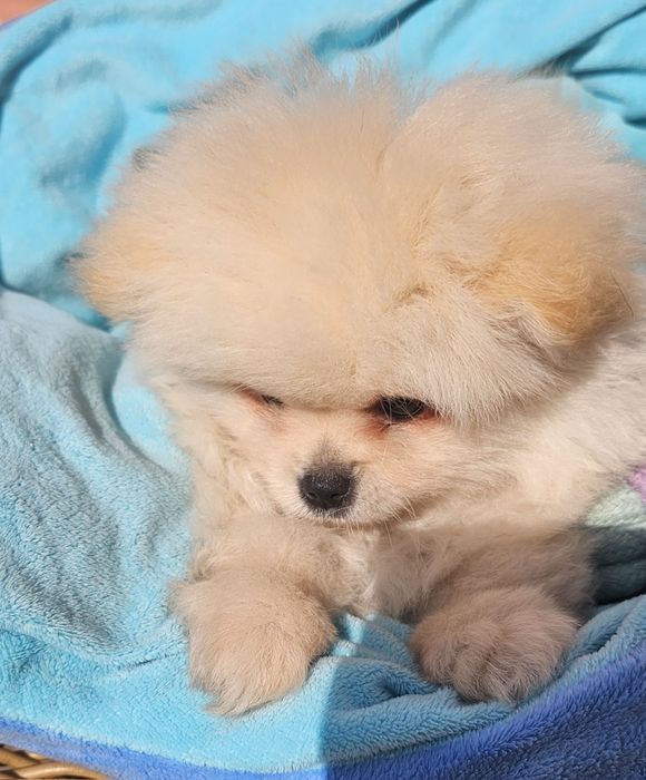 Spitz macho pequenino