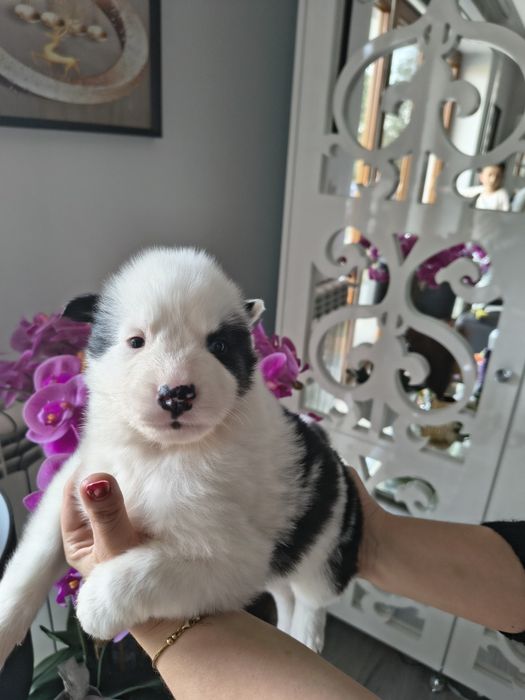 Atena łajka jakucka FCI metryka chip umowa wyprawka