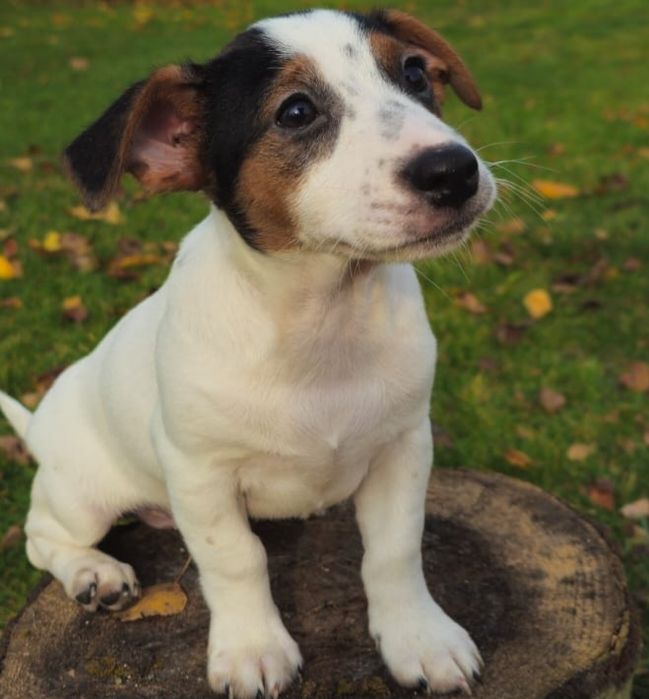 Jack Russel Terier