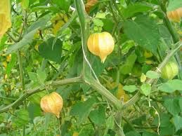 Physalis caseira Kg