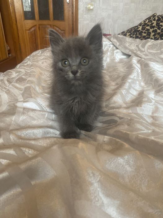 Самая классная малышка мейн - кун