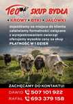 Skup Bydła Byk Krowa Jałówka płatność 1 dzień