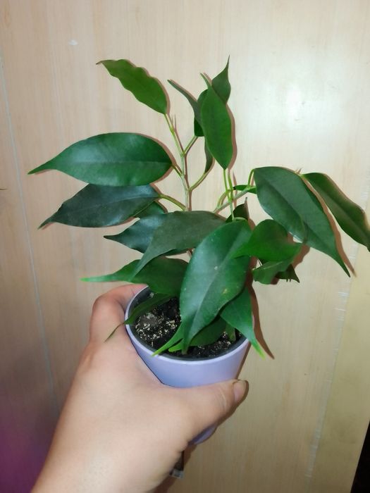 Фікуси Лірата, Мокламе, Бенджаміна, Бененджей