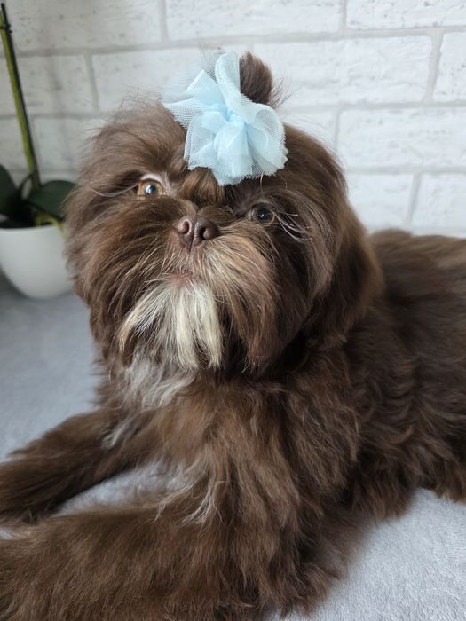 Shih Tzu Suczka czeko KOMPLET SZCZEPiEŃ