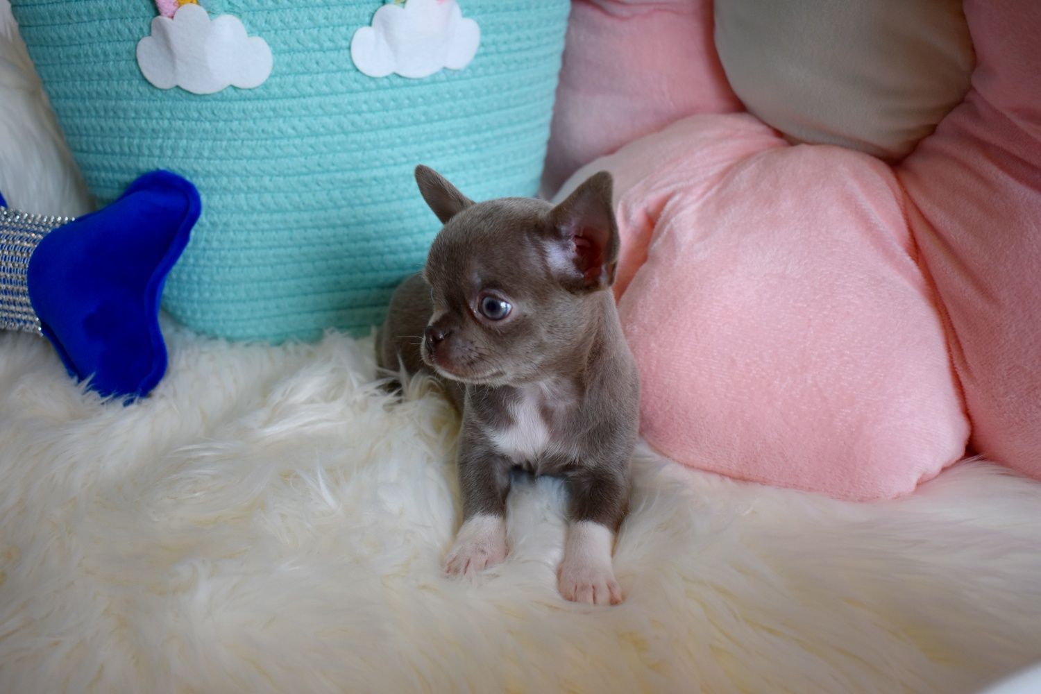 Chihuahua wyjątkowa XS