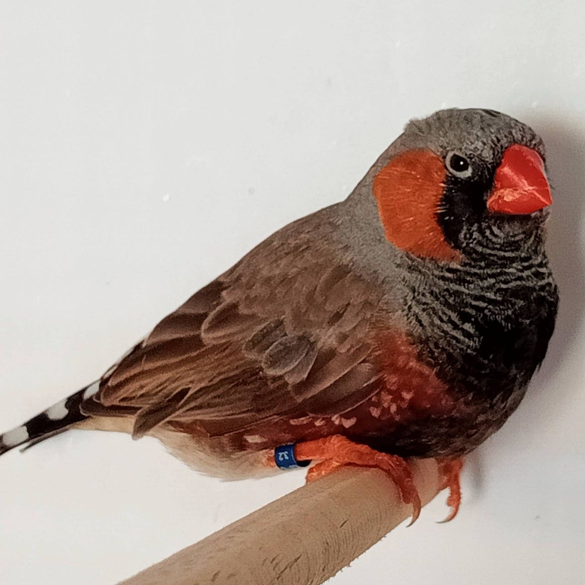 Mandarins de Exposição
