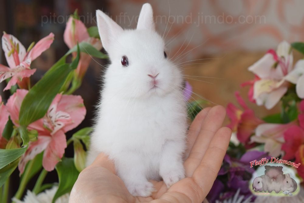 Мини ангелочки. Порода гермелин. Карликовый крольчонок. Белый кролик