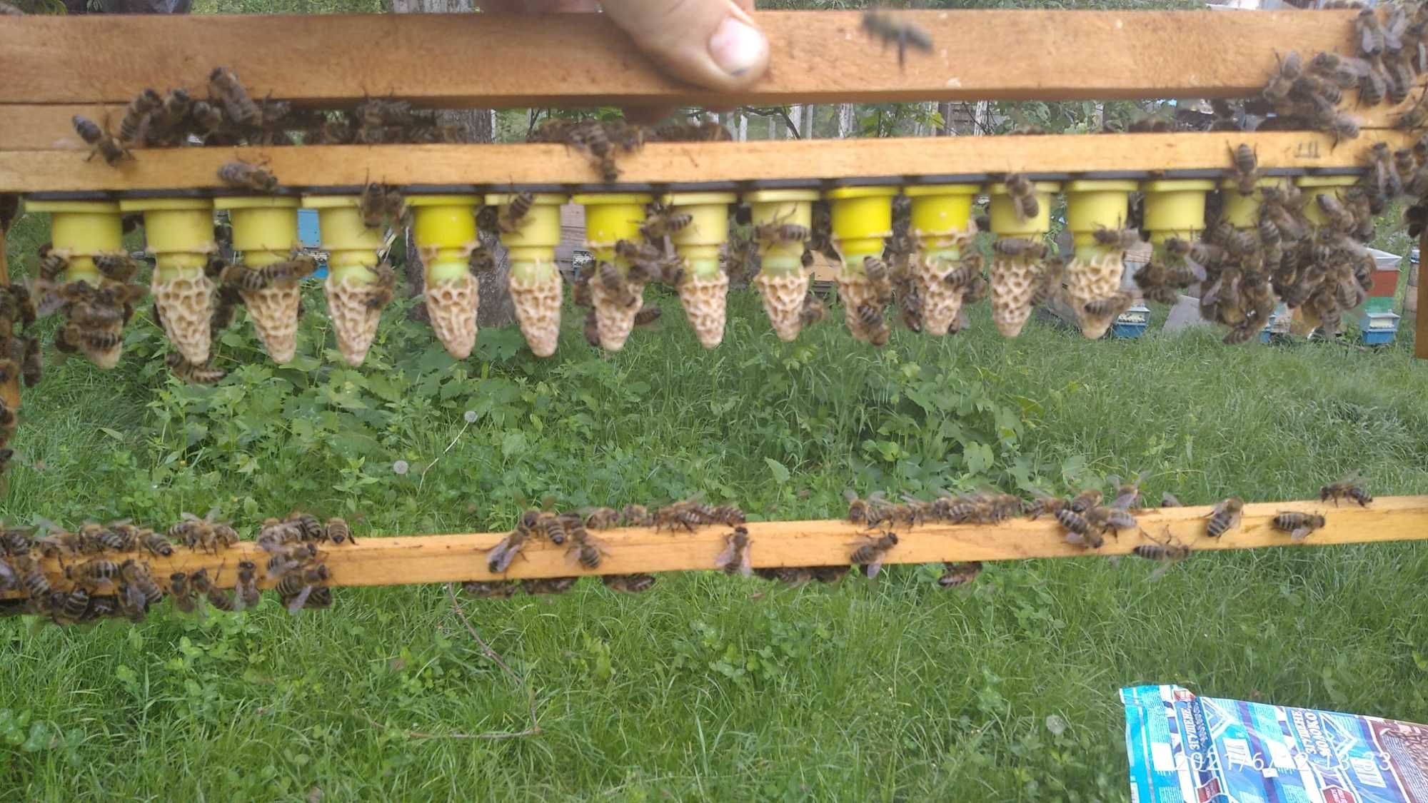 Американський Кордован Ф1 (бджоломатки, пчеломатки)