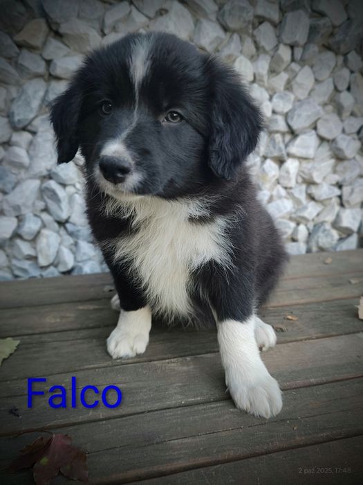 Border collie cudowny piesek przebadani rodzice do odbioru