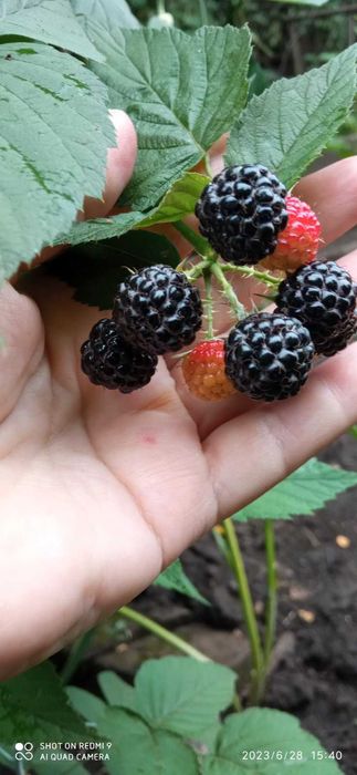 Малина черная Кумберленд