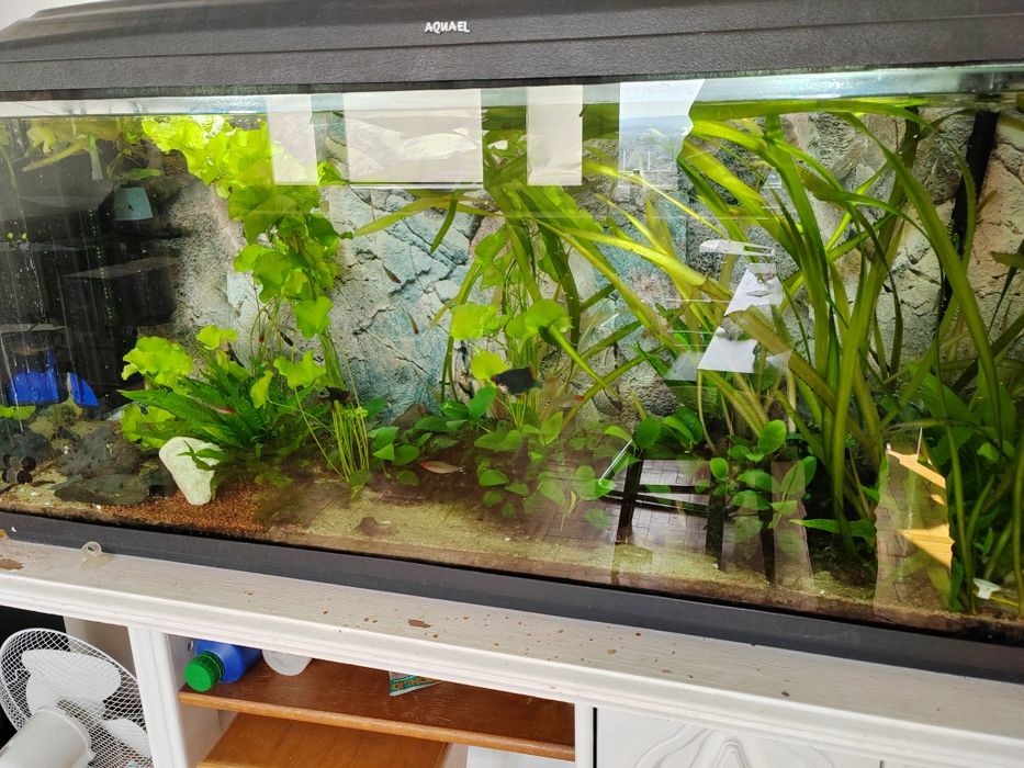 Sprzedam ryby i rośliny z akwarium 240l, samo zycie