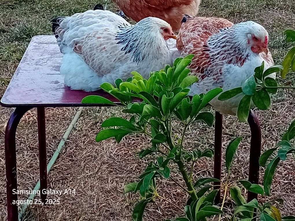 Galinhas brahmas para mudar de capoeiro, Galinhas muito  lindos