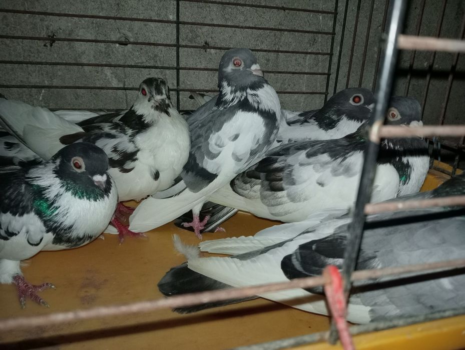 Sprzedam gołębie ozdobne