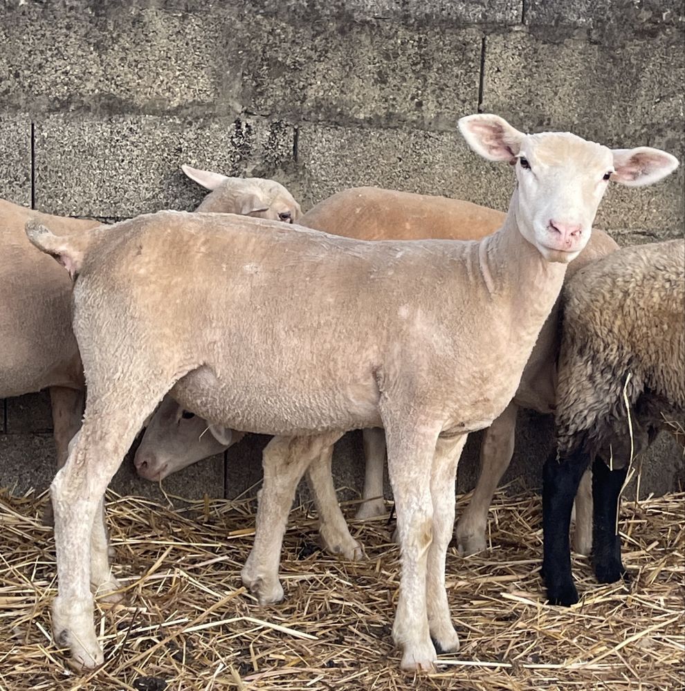1 borrego e 3 borregas île de france ( vendo separado)