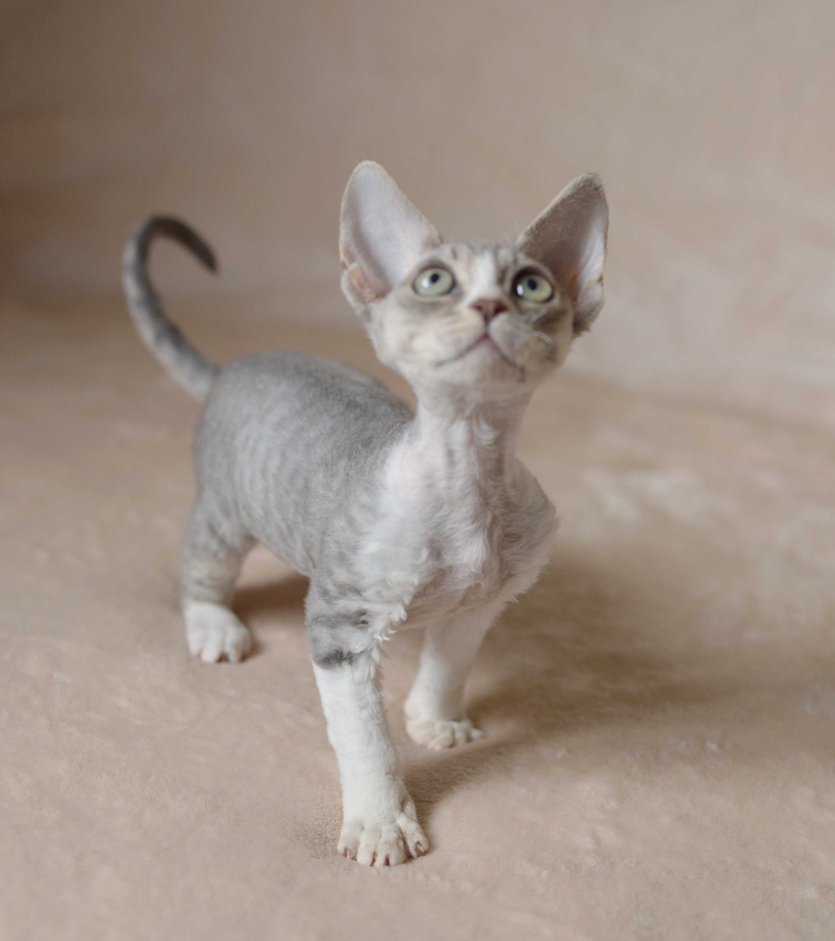 Dziewczynka Devon Rex niebieska z bielą