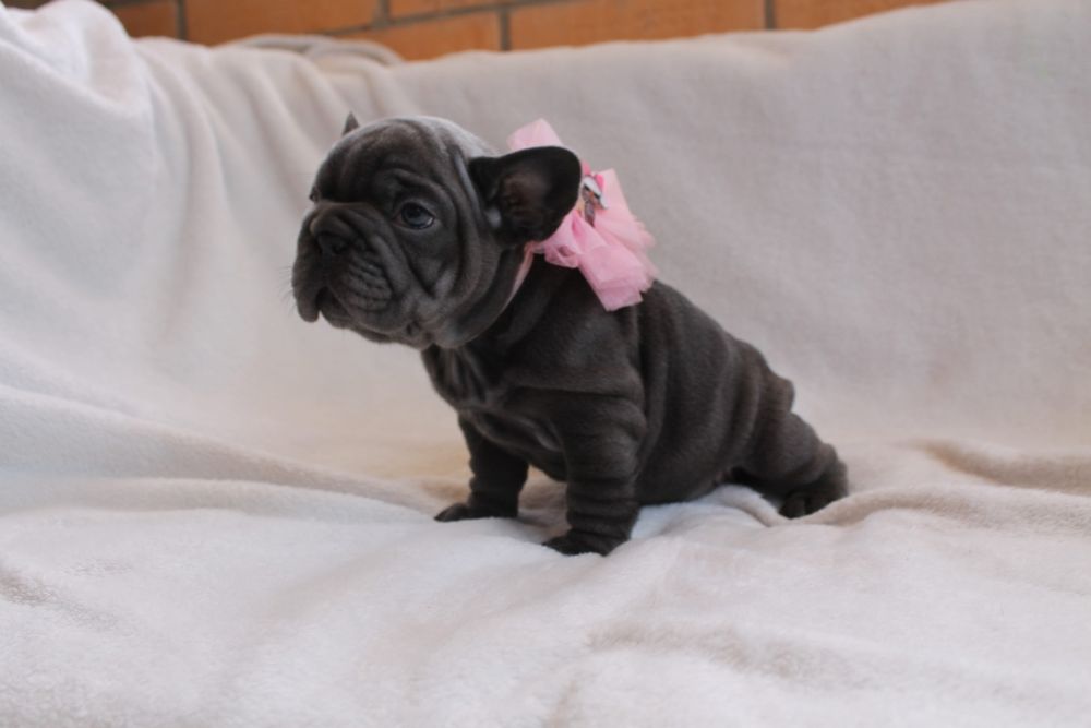 Красуня голуба Біг роп